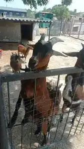 Страусиная ферма Экзотик - 49