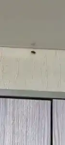 Жемчуг - 19