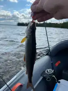 Коккосалма - 91