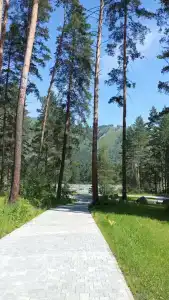 Пихта - 11