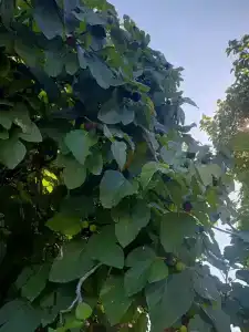 Чак-Чак - 34