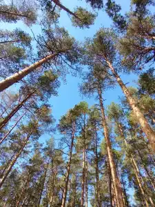 Русский лес - 92