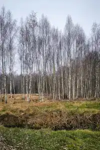 Наусть - 27