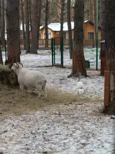 Тайга - 39