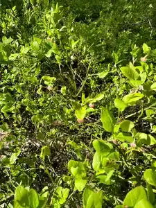 Остров Зеленый - 66