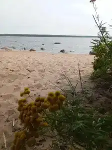 Бухта желтая - 99