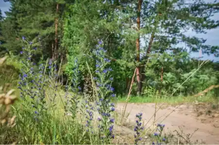 Славянка - 42