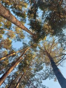 Энергетик - 65