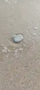 Атлант Экзотик - 83