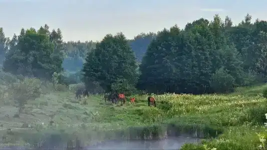 Мордвес - 17