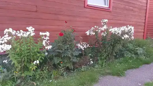 Владимирский Хуторок - 82