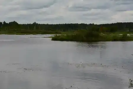 Лес среди болот - 20