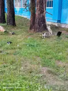 Спутник - 47