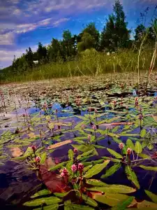 Микли-Ольгино - 64