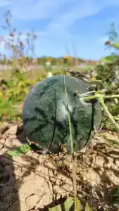 Муза Рузы - 77