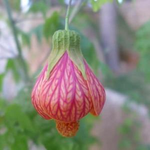 Zen Valley Dalat - 34