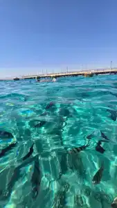 Pyramisa Beach Resort Sahl Hasheesh - 56