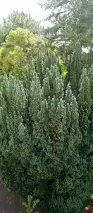 Долоссы - 30