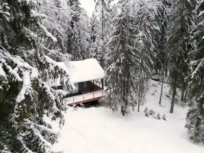 Fox in forest - 30