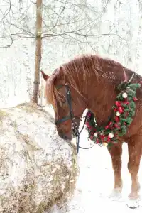 Круиз Вилладж - 59