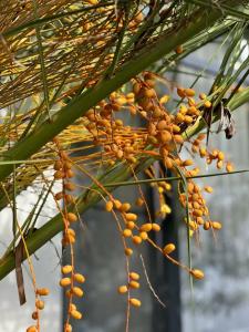 Булгаков - 25