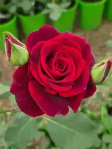 Кулаково - 76