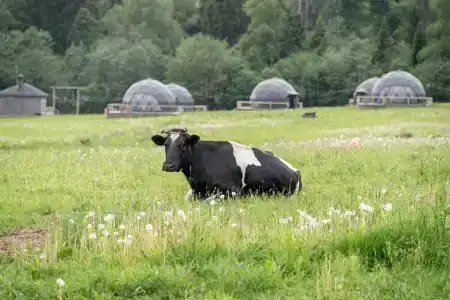 Муза Рузы - 74