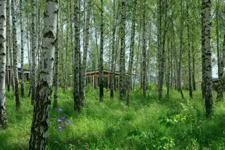 Norke Есенинская Русь - 1