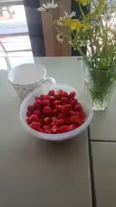 Смородина - 48