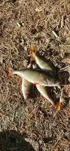 Абракадабра - 38