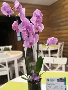 Северное Сияние - 11