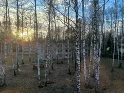 Березка - 39