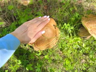 Заповедник - 61