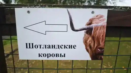 Российские альпаки - 97