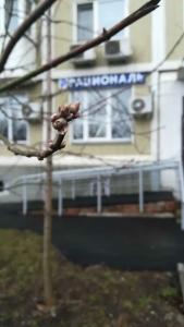 Рациональ Кутузовский - 69