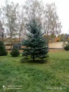 Березки - 47