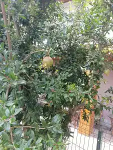 Botanic Club - 8