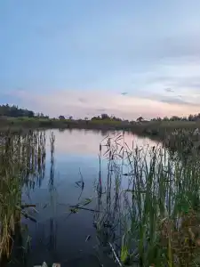 Хвойный - 32