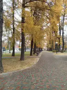 Волга - 40
