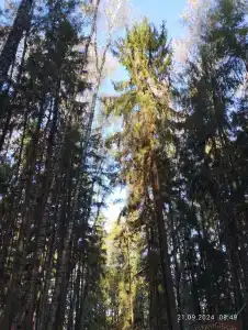 Дом для отпуска в ПК Лесная Сказка - 38