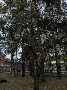 Мечетлинский - 60