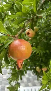 Солнышко - 33