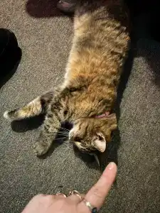 Усадьба помещика Гуляева - 31