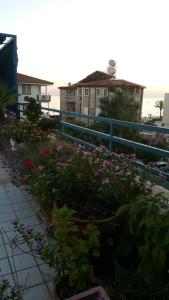 Delphin Side - 31