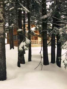 Uludag Orman Koskleri - 40