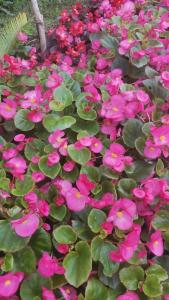 Royal Garden Beach - 52