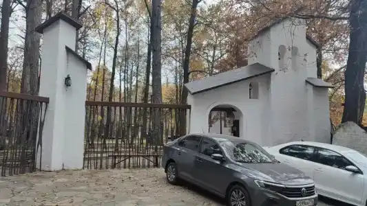 Пихта - 12