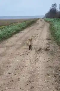 Наусть - 4