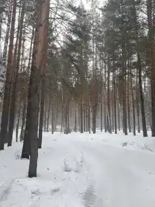 Чайка - 13