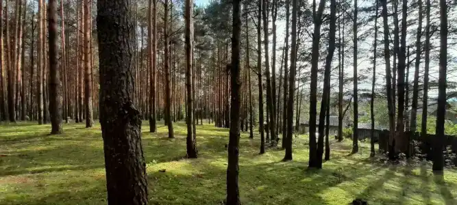 Иволга - 14